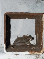 Scinax nasicus
