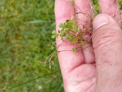 Hydrocotyle hydrophila