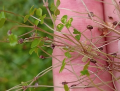 Hydrocotyle hydrophila