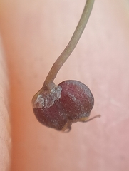 Hydrocotyle hydrophila