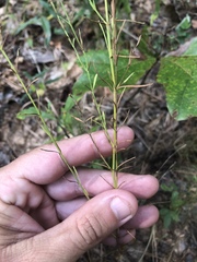 Hypericum drummondii