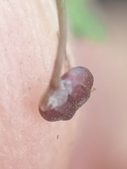 Hydrocotyle hydrophila