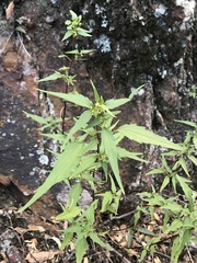 Ageratina paupercula