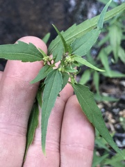 Ageratina paupercula