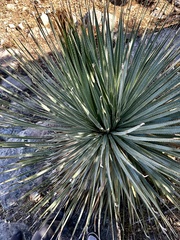 Dasylirion acrotrichum