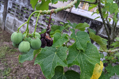Jatropha curcas