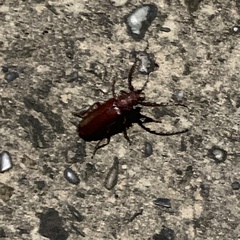 Agrianome spinicollis