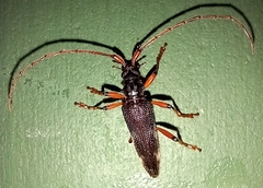 Disteniidae