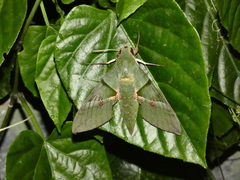 Eumorpha labruscae