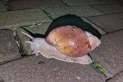 Megalobulimus oblongus