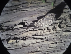 Hydropsalis torquata