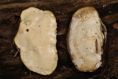 Tyromyces fumidiceps