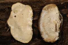 Tyromyces fumidiceps