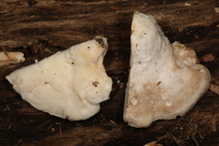 Tyromyces galactinus