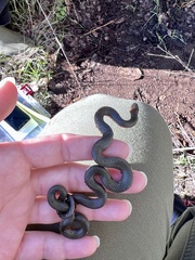 Diadophis punctatus vandenburgii