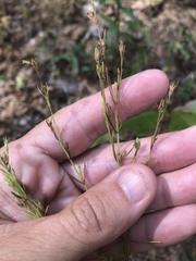Hypericum drummondii