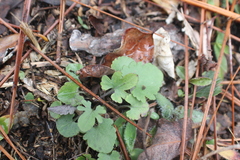 Viola septemloba