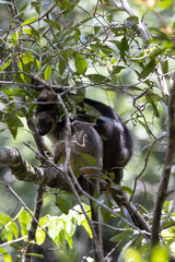 Dendrolagus lumholtzi