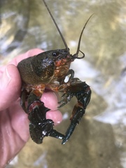 Euastacus yanga