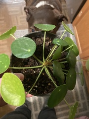 Pilea peperomioides