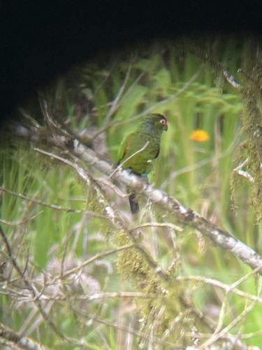 El Oro Parakeet (Pyrrhura orcesi), photo 3