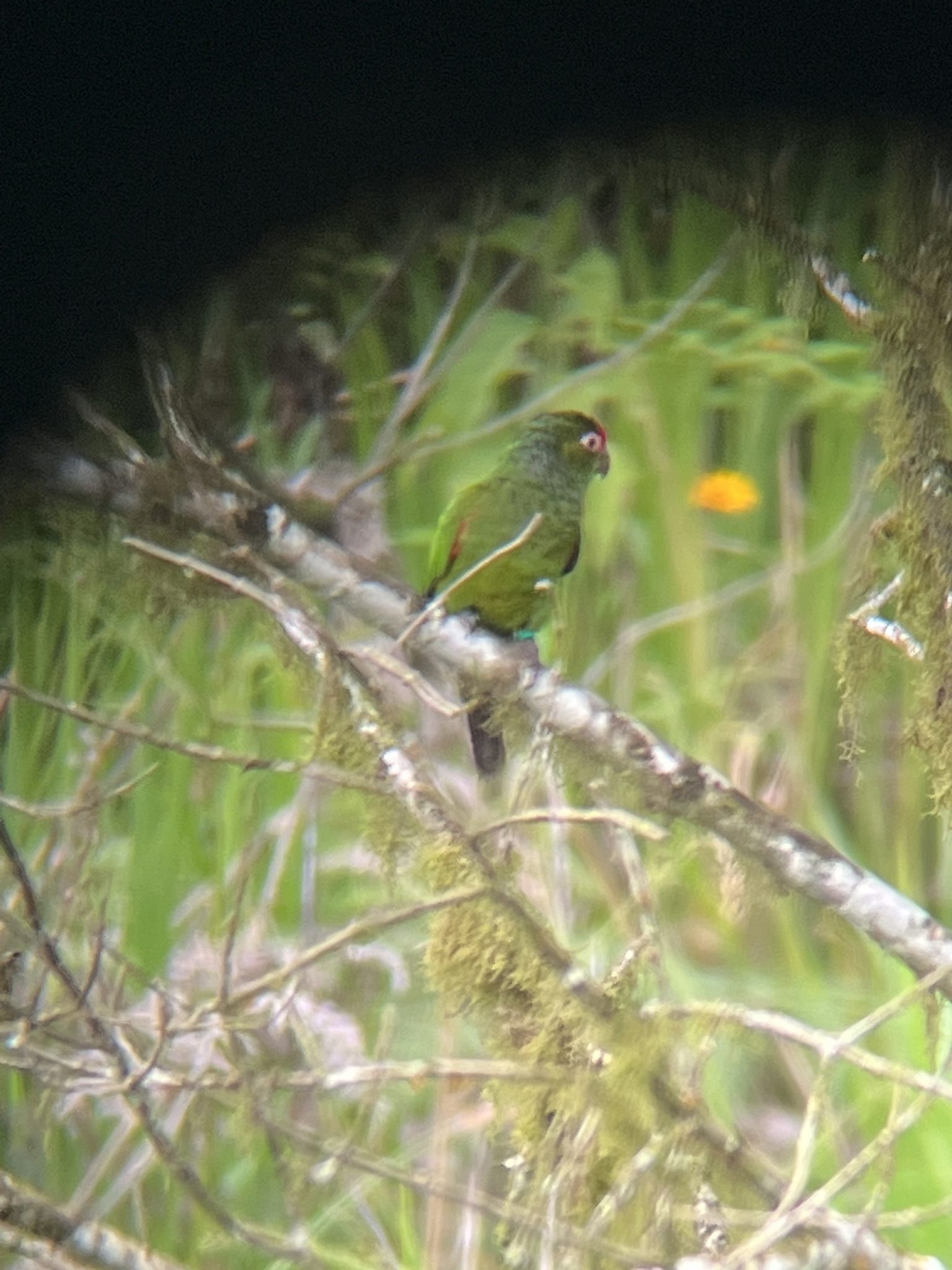 El Oro Parakeet (Pyrrhura orcesi), photo 2