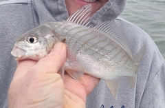 Leiostomus xanthurus