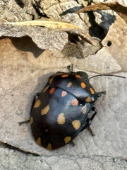 Pachycoris torridus