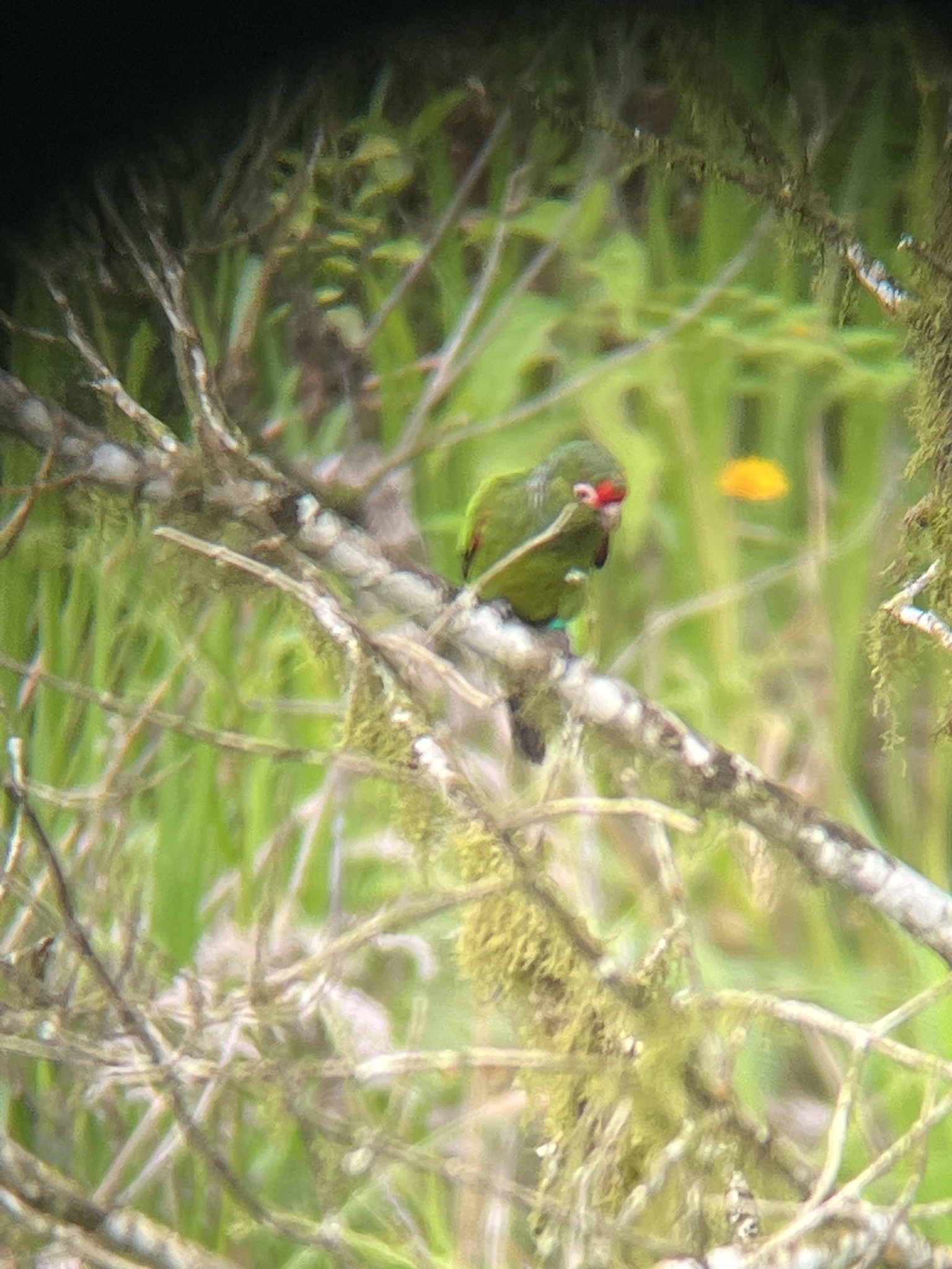 El Oro Parakeet (Pyrrhura orcesi), photo 3