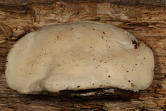 Tyromyces fumidiceps