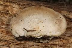 Tyromyces fumidiceps