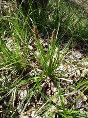 Carex cherokeensis