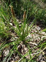 Carex cherokeensis