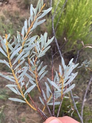 Acacia decora