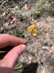 Chrysocephalum semipapposum