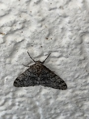 Phigalia denticulata