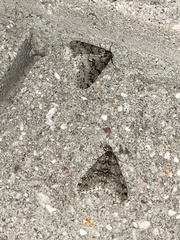 Phigalia denticulata