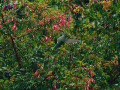 Sephanoides sephaniodes