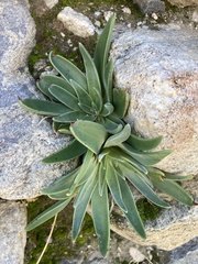 Dudleya lanceolata