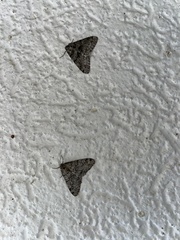 Phigalia denticulata