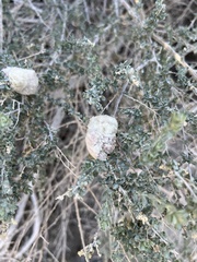 Asphondylia floccosa