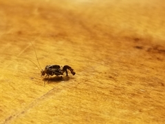 Cerastipsocus trifasciatus