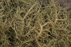 Usnea ceratina