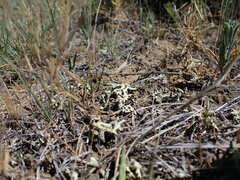 Xanthoparmelia chlorochroa