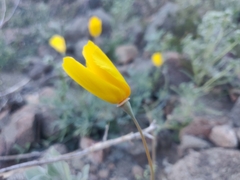 Eschscholzia papastillii