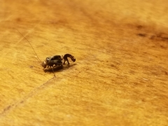 Cerastipsocus trifasciatus