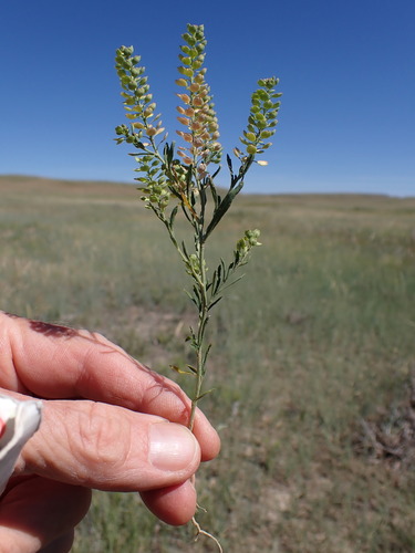 Branched Pepper-grass (Lepidium ramosissimum)