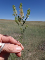 Lepidium ramosissimum