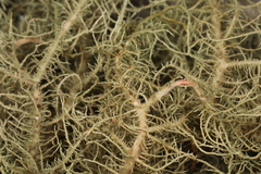Usnea ceratina