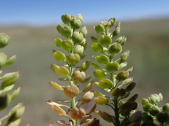 Lepidium ramosissimum
